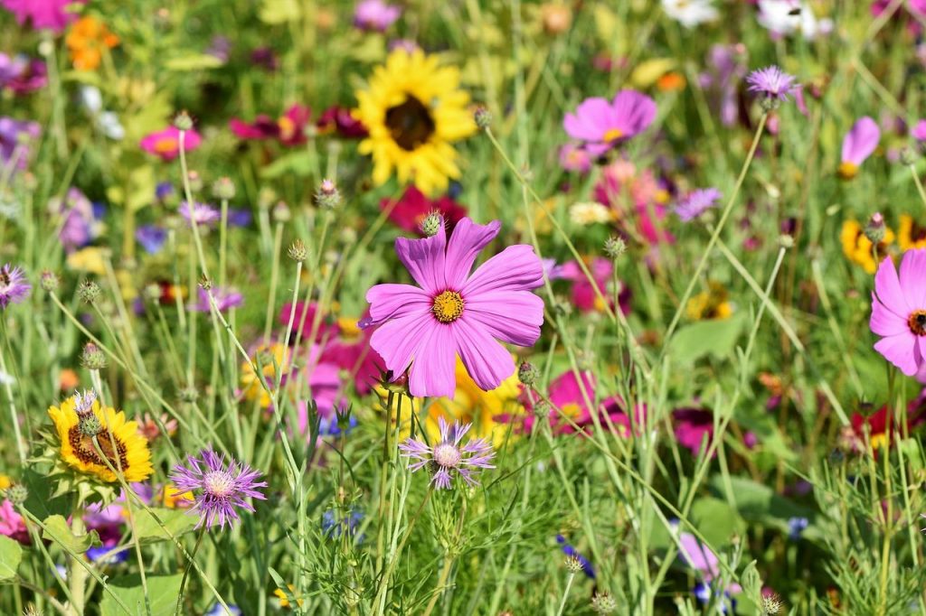 Natuurlijke tuinafscheiding met cortenstaal borderrand in een moderne tuin met groene planten